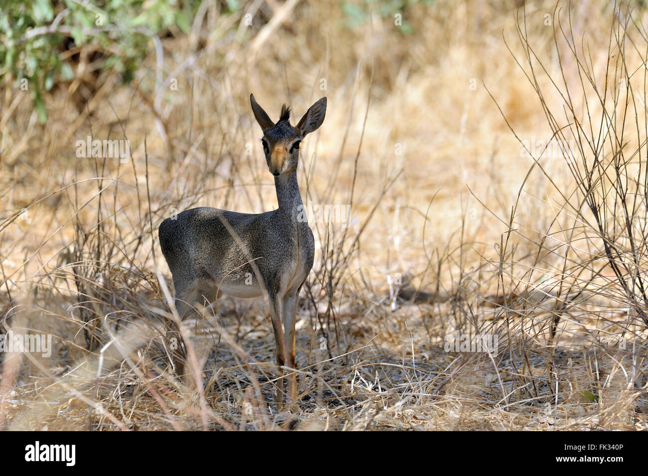 Hôtel Dikdik, Madoqua, l'antilope dans la réserve de Samburu au Kenya Banque D'Images