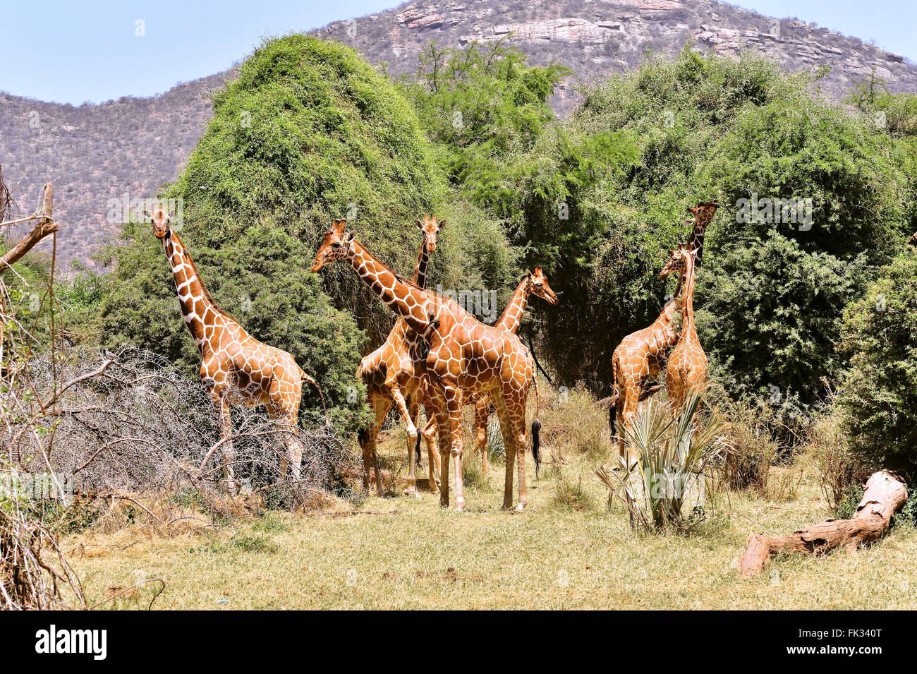 Groupe de girafes, Giraffa camelopardalis, à Samburu Réserver Banque D'Images