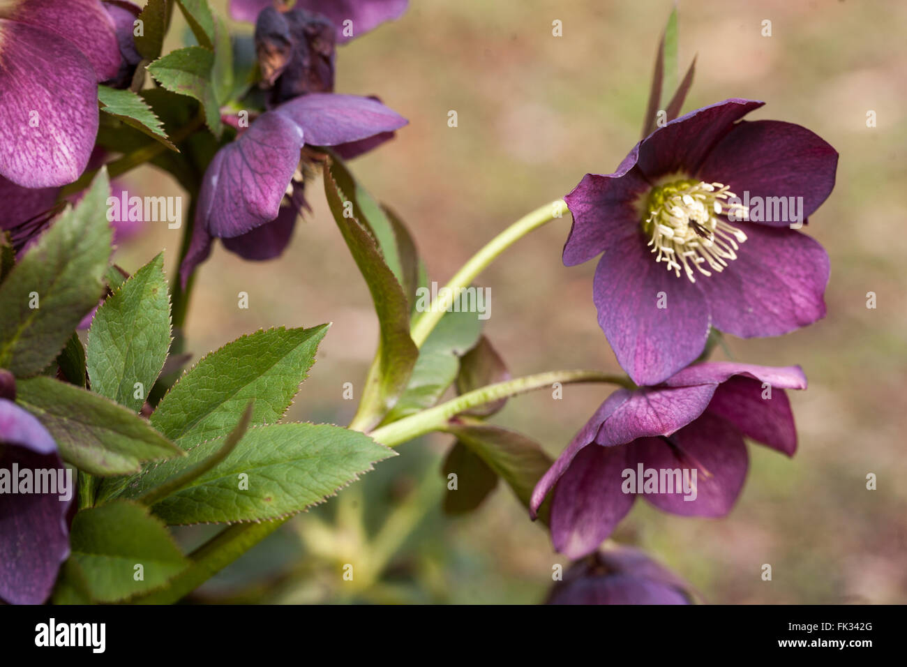 Lenten rose, violet de graines Hellébores hellébore Banque D'Images