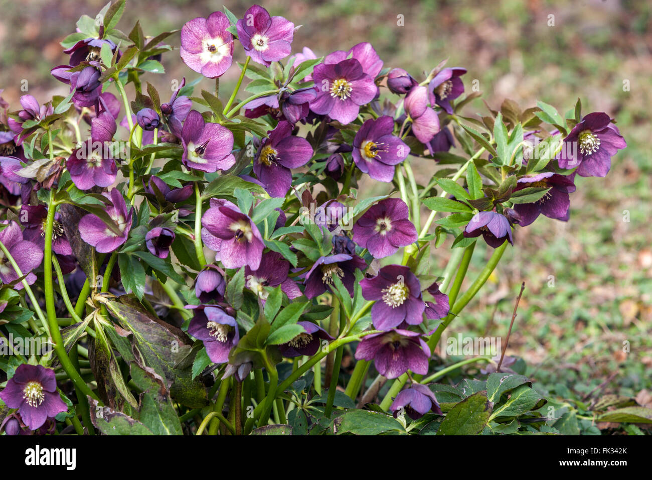 Lenten rose Violet hellebore hellebores jardin à la fin de l'hiver Banque D'Images