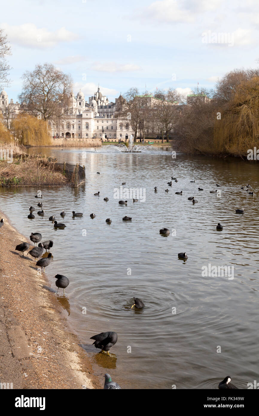 St James Park, Londres avec birdlife, au printemps ( mars ), Londres UK Banque D'Images