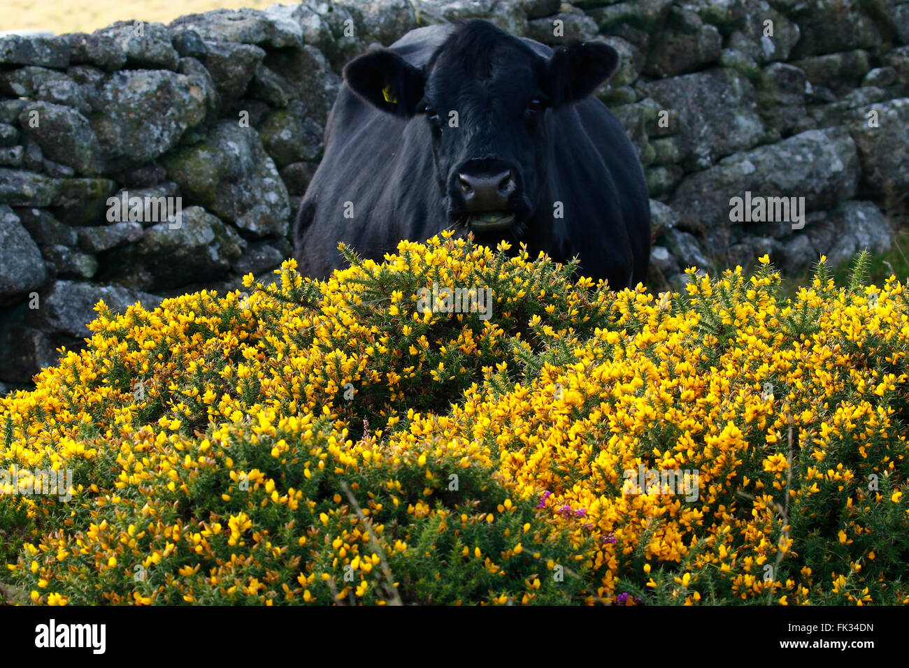 L'ajonc & Heather en pleine floraison à Dartmoor dans le sud-ouest de l'Angleterre, de nombreux murs de granit ont été construites dans l'antiquité les landes Banque D'Images