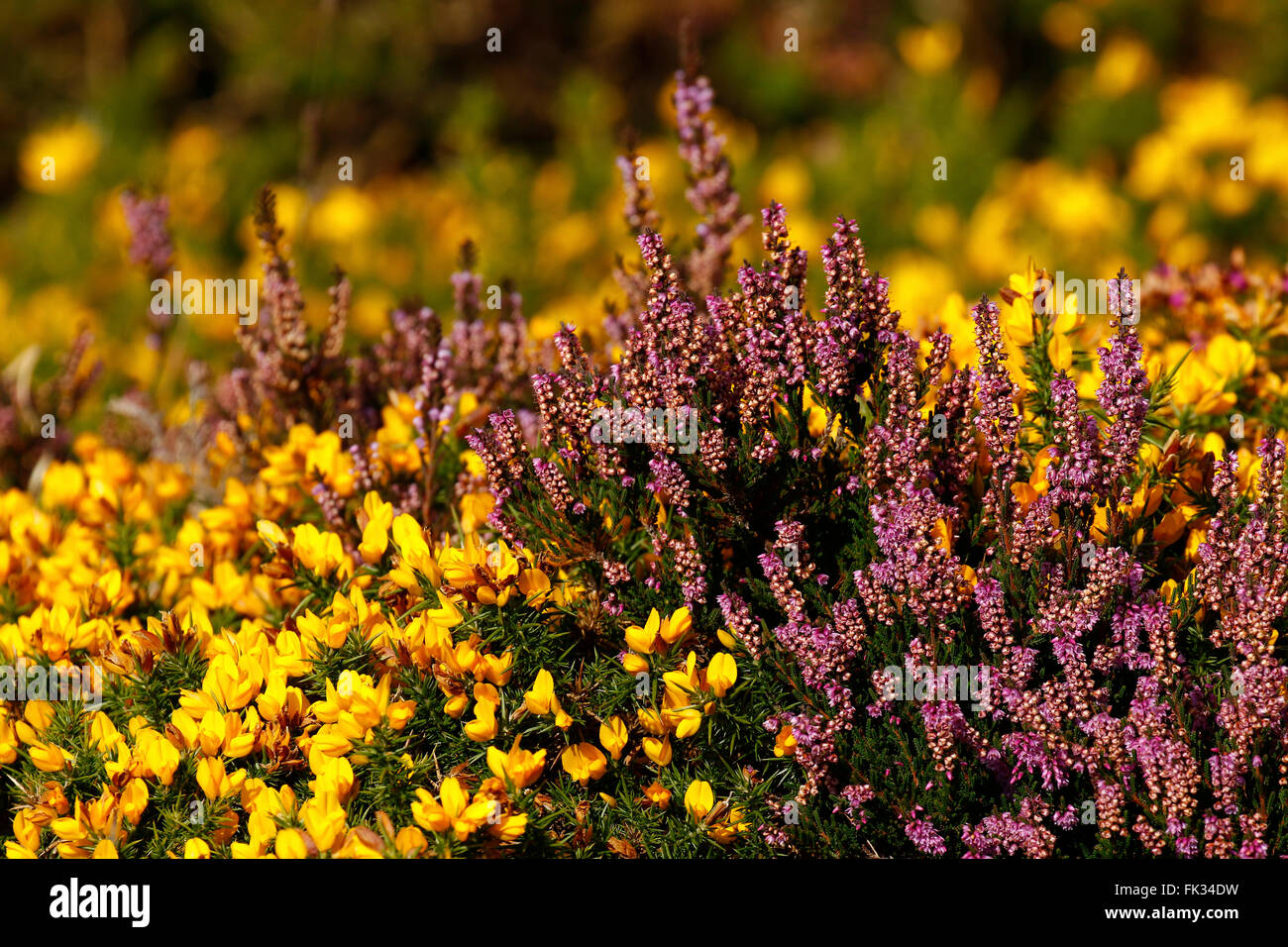 L'ajonc & Heather en pleine floraison à Dartmoor dans le sud-ouest de l'Angleterre, de nombreux murs de granit ont été construites dans l'antiquité les landes Banque D'Images