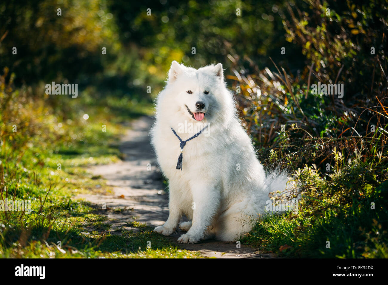 Heureux très drôle drôle gentil animal chien Samoyède blanc en Plein Air Parc d'été. Smiling dog. Banque D'Images