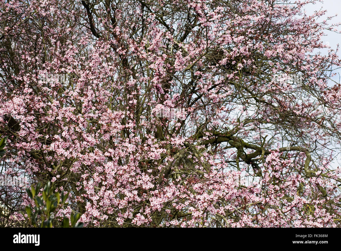 Cerisiers en fleurs au début du printemps. Banque D'Images
