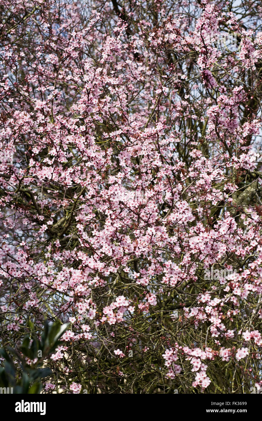 Cerisiers en fleurs au début du printemps. Banque D'Images