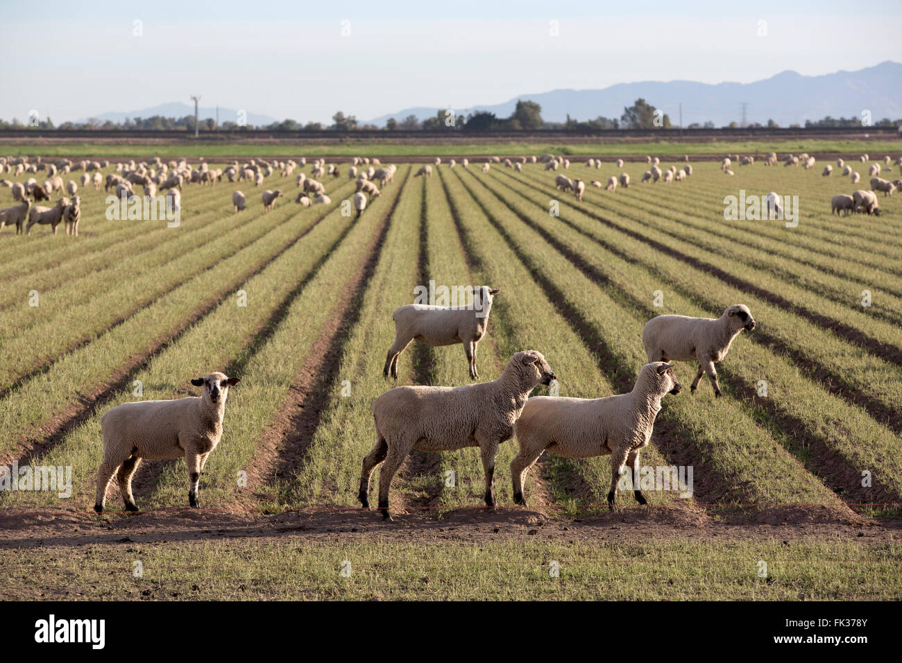 Le pâturage des moutons, Imperial Valley, California, USA Banque D'Images