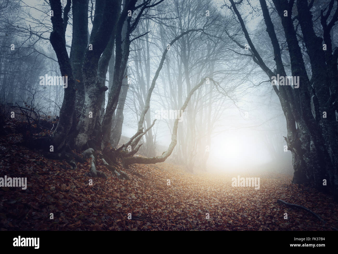 Scary mystérieuse forêt dans le brouillard en automne. Arbres magiques. Nature paysage brumeux Banque D'Images