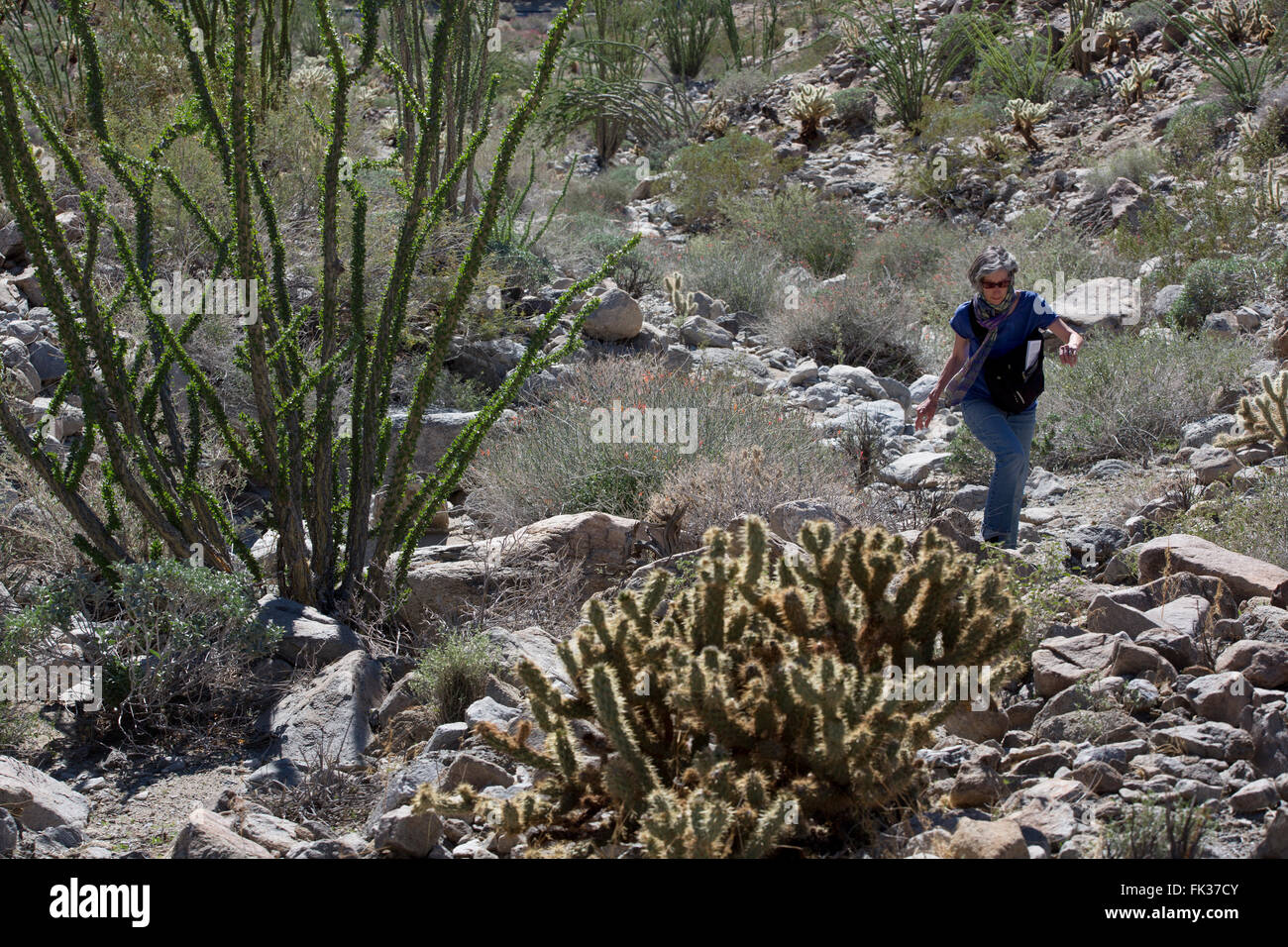 Woman walking in desert landscape, Anza-Borrego Desert State Park, Californie, USA Banque D'Images