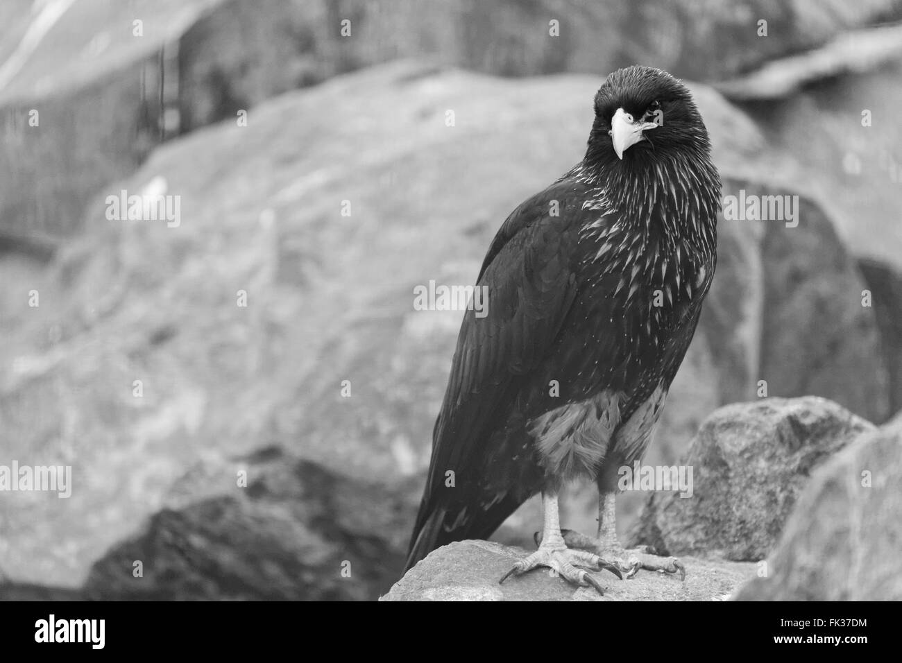 Caracara strié en noir et blanc contre des roches Banque D'Images