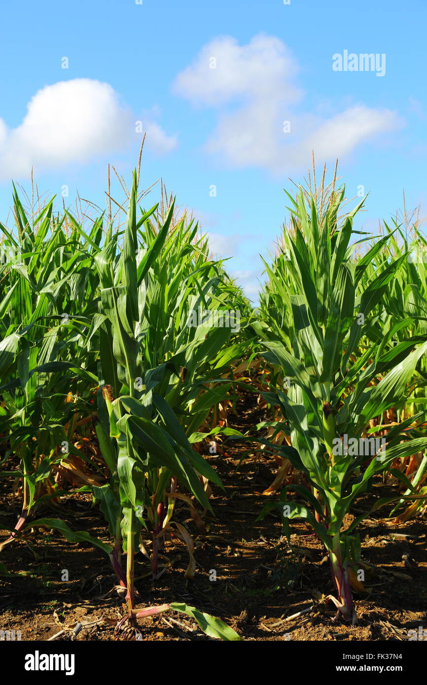 Le maïs (maïs) ou champ sous un ciel bleu dans le Queensland, Australie. Banque D'Images
