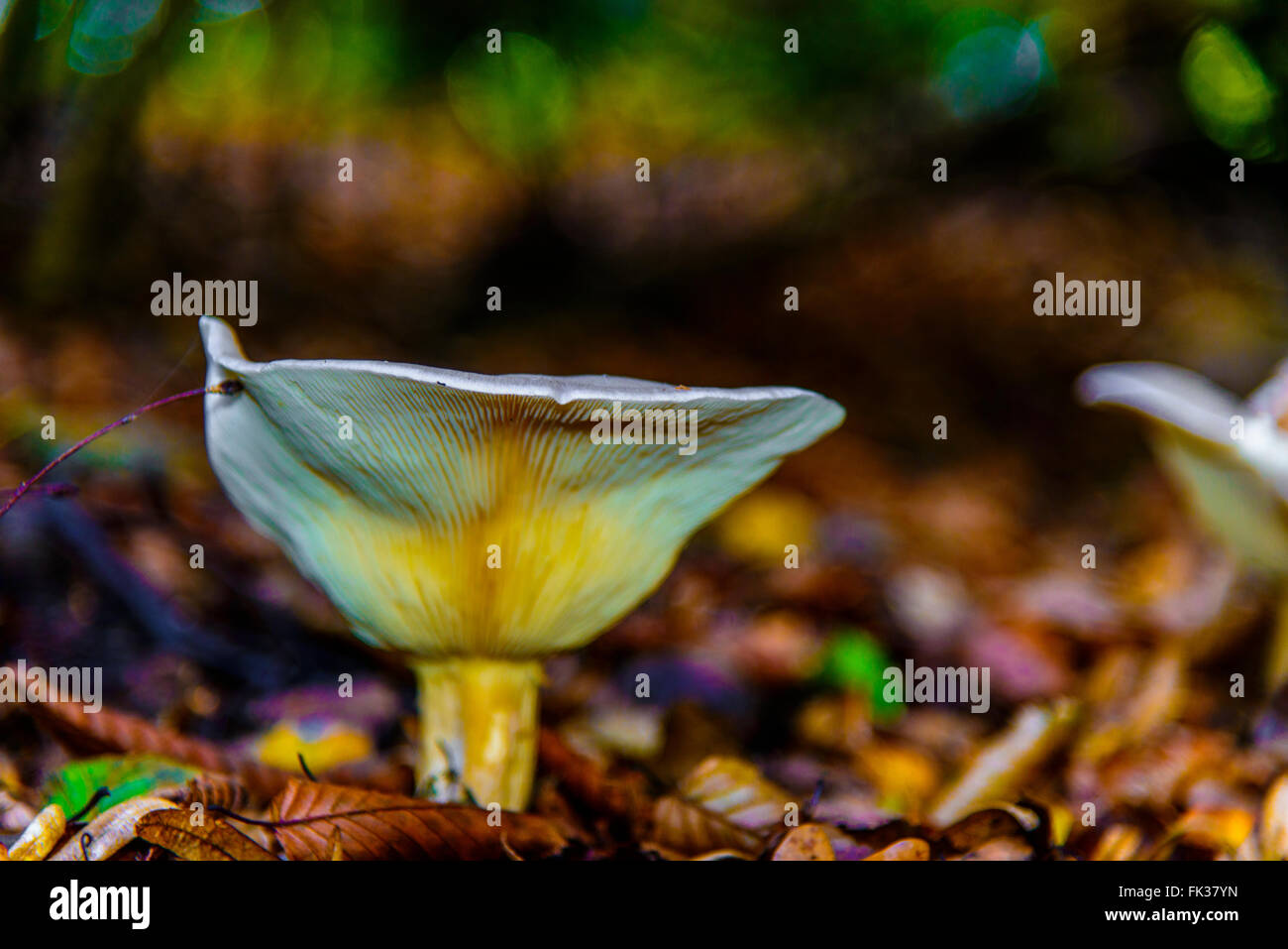 Champignons sur le sol forestier Banque D'Images