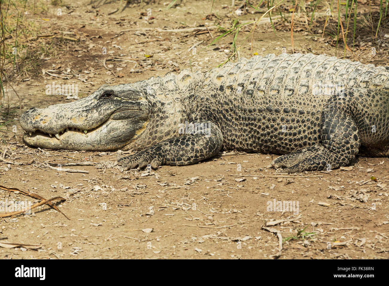 Alligator énorme au soleil dans les Everglades de Floride. Banque D'Images Alligator énorme au soleil dans les Everglades de Floride. Banque D'Images