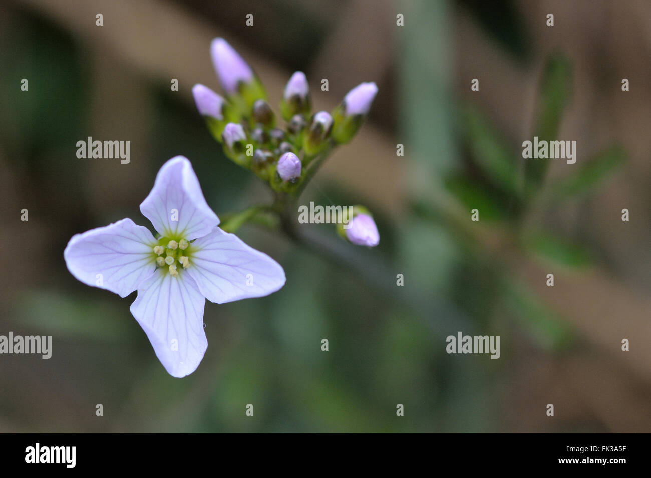 Cuckooflower ou lady's smock (Cardamine pratensis). Plante vivace de la famille des choux (Crucifères), avec près de fleurs Banque D'Images