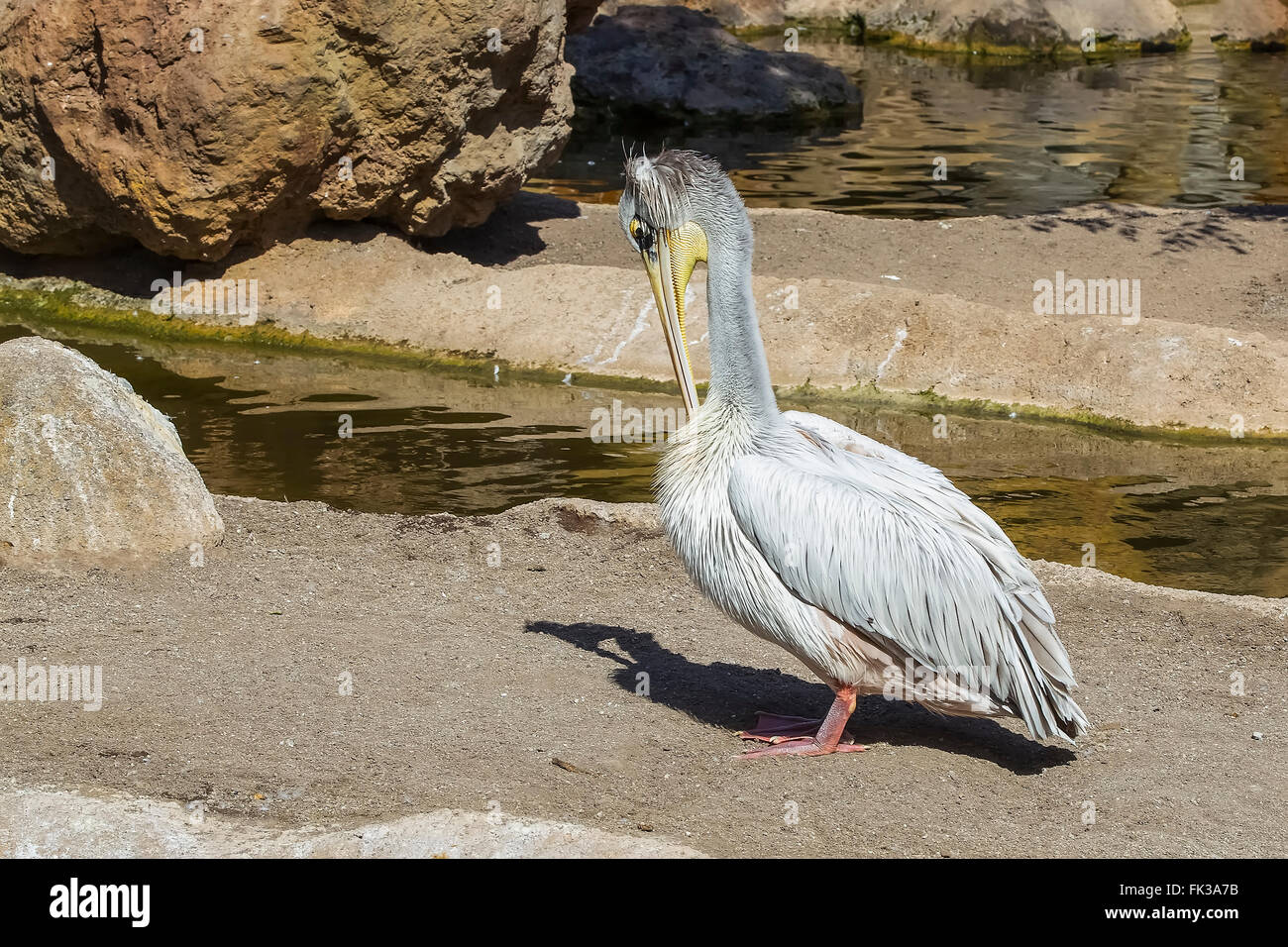 Pélican à dos rosé (Pelecanus rufescens) Nager dans le lac, originaire d'Afrique Banque D'Images