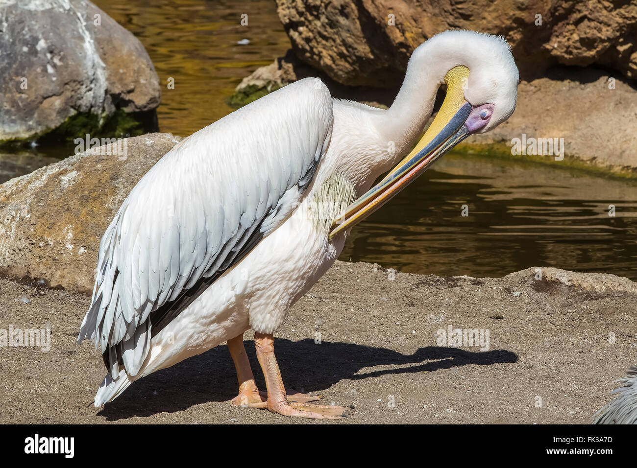 Pélican à dos rosé (Pelecanus rufescens) Nager dans le lac, originaire d'Afrique Banque D'Images