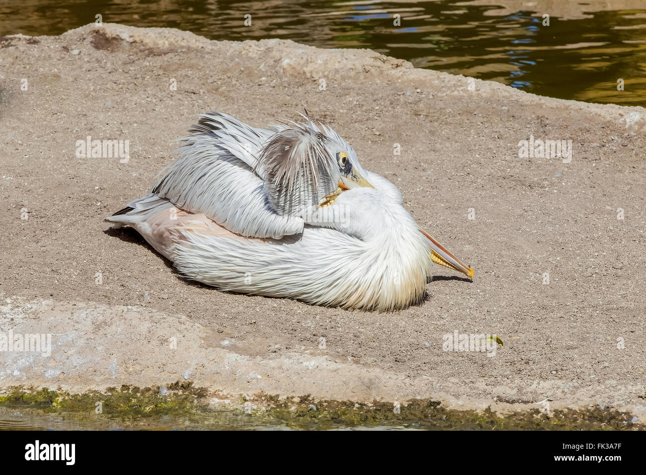 Pélican à dos rosé (Pelecanus rufescens) Nager dans le lac, originaire d'Afrique Banque D'Images