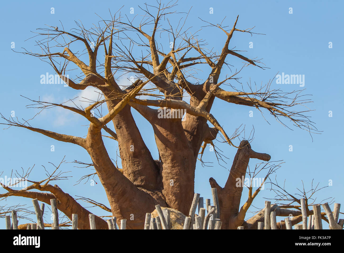 Baobab, boab boaboa "arbre" à l'envers l'Afrique de l'Ouest Banque D'Images