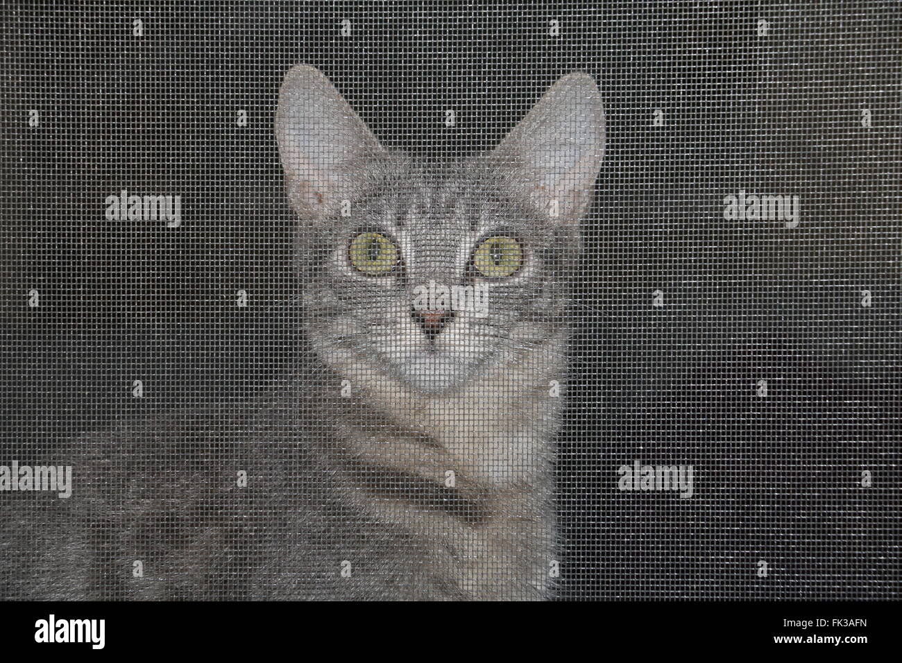 Cat derrière écran Banque D'Images