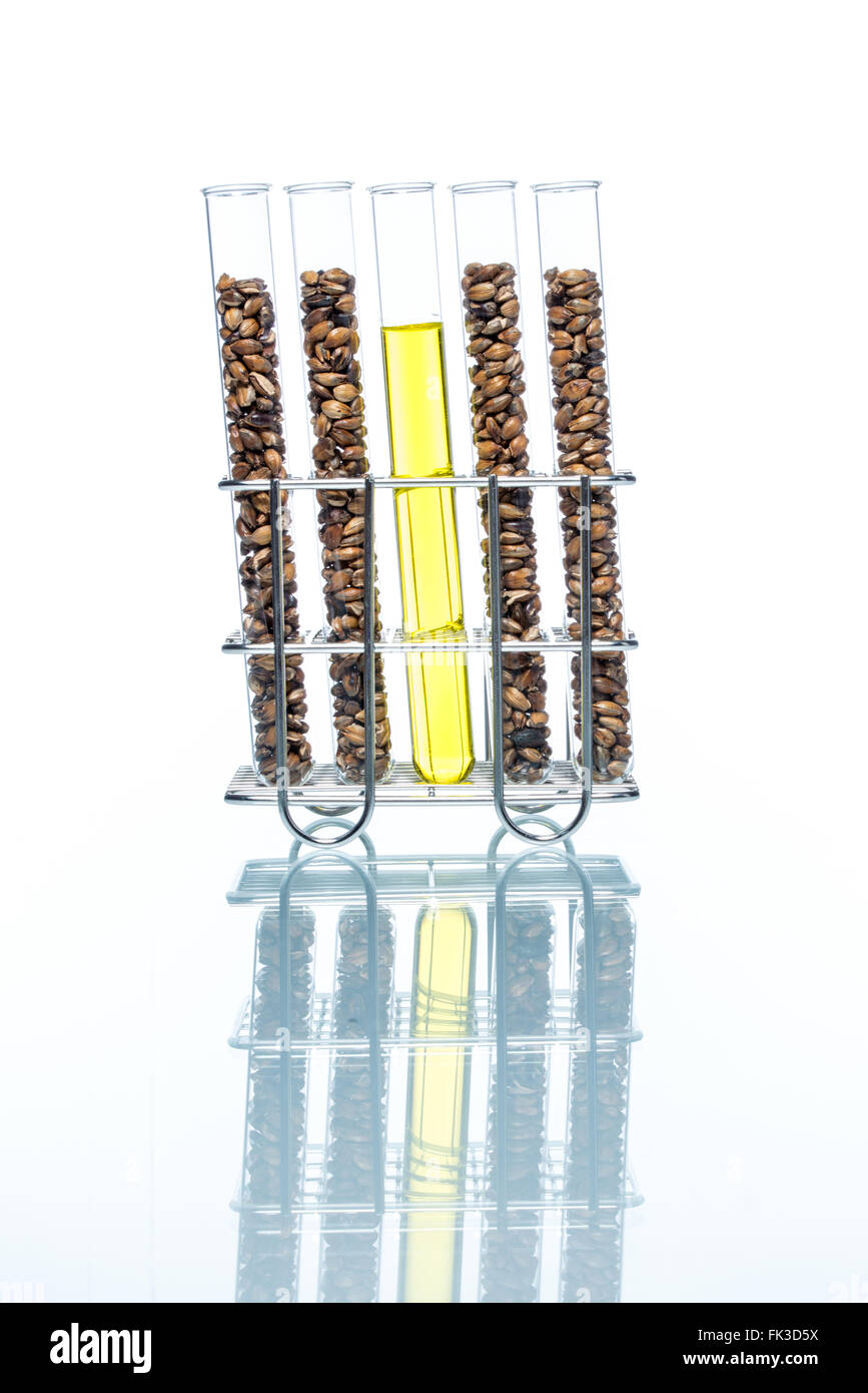 Le blé génétiquement modifié, Plant Cell, science Banque D'Images