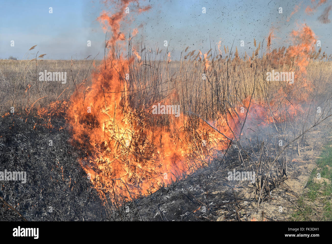 La combustion de l'herbe sèche et de roseaux. Le nettoyage des champs et fossés du taillis de l'herbe sèche. Banque D'Images