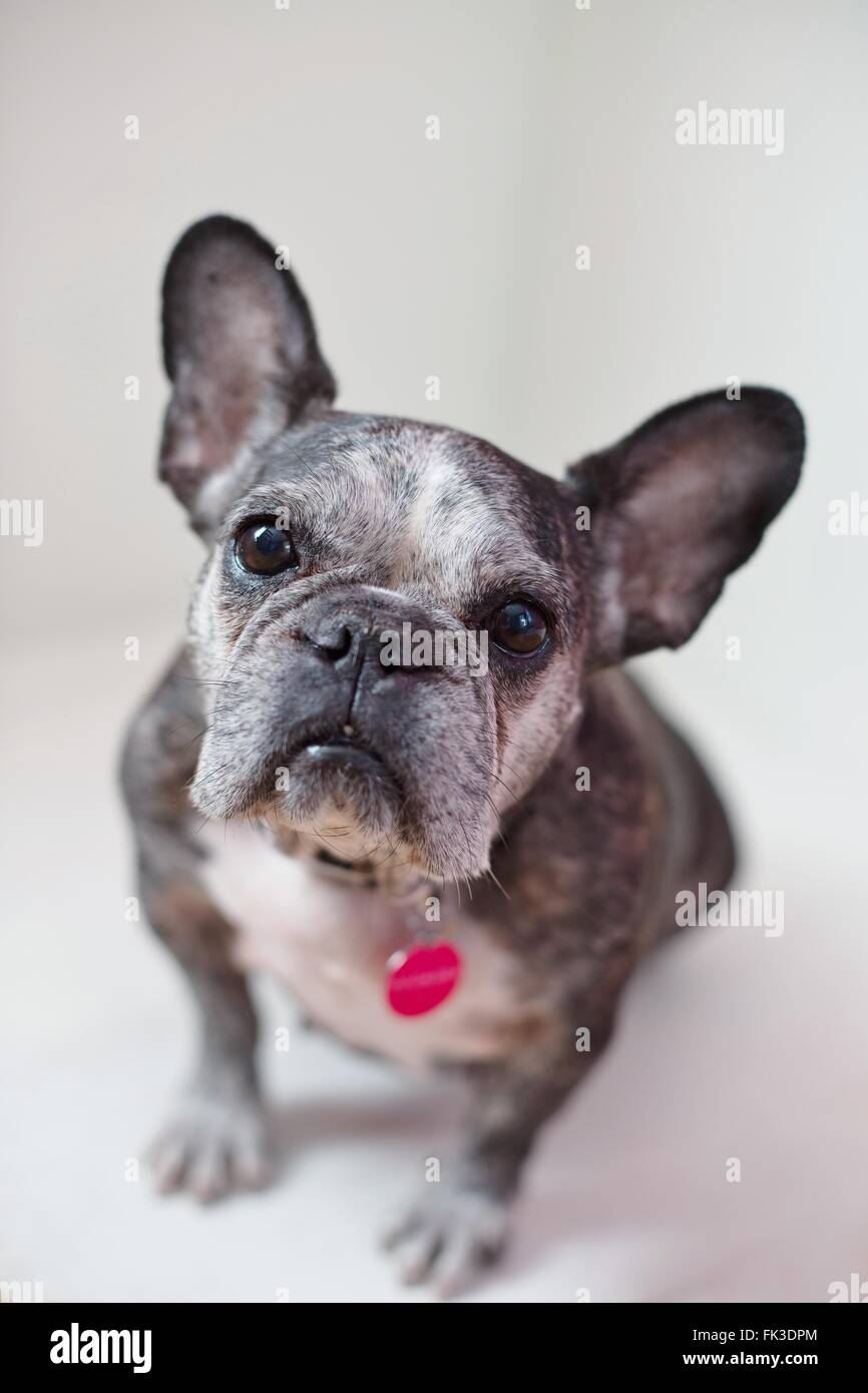 Un mignon, vieux bouledogue français. Banque D'Images