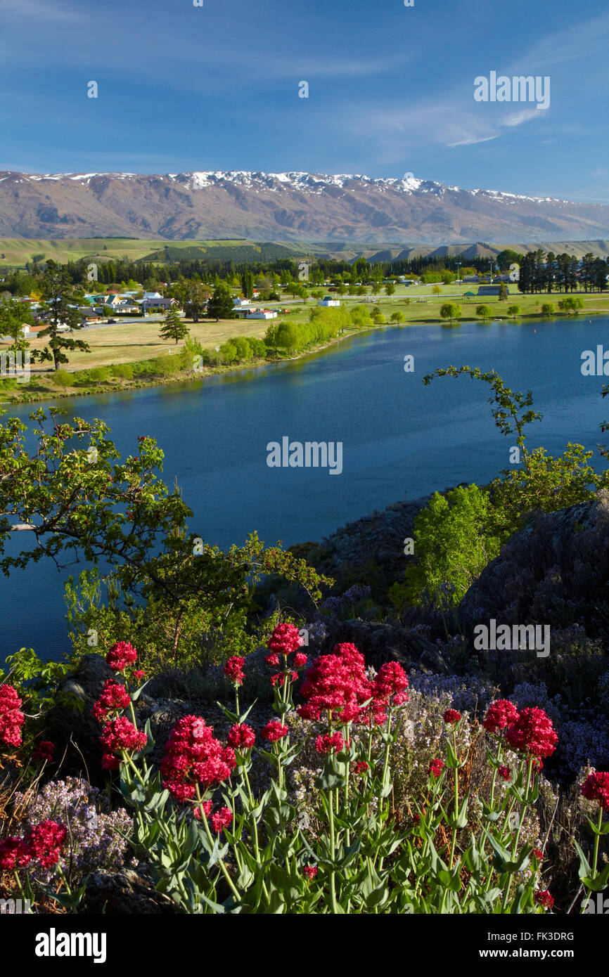 Fleurs de Printemps, Lake Dunstan, Cromwell, et Pise, Central Otago, île du Sud, Nouvelle-Zélande Banque D'Images