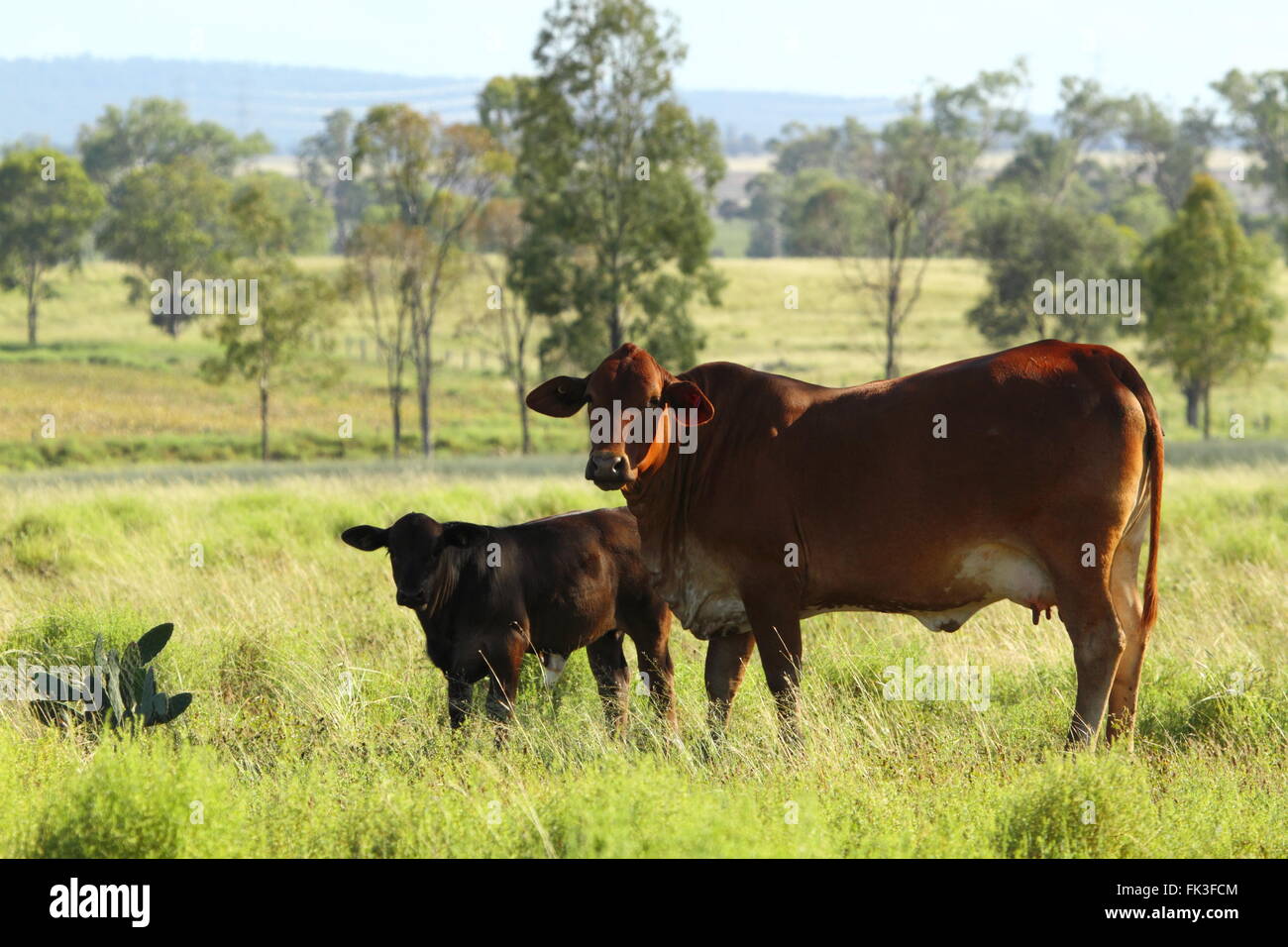 Mâtiné d'une alerte et de vache veau dans un enclos d'herbe luxuriante dans le sud du Queensland, Australie. Banque D'Images