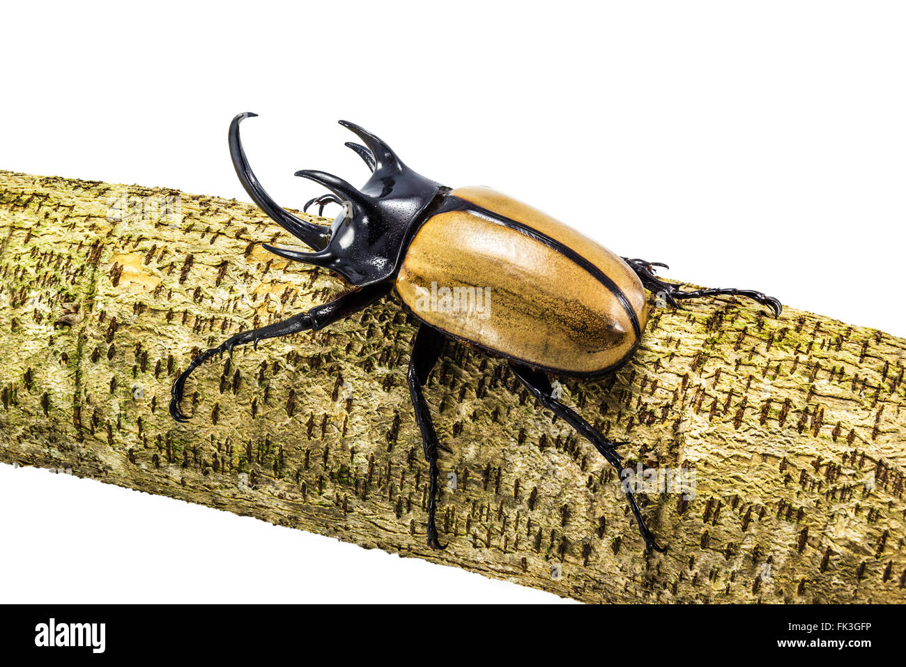 Une photo de Rhinoceros beetle perché sur une souche. Banque D'Images