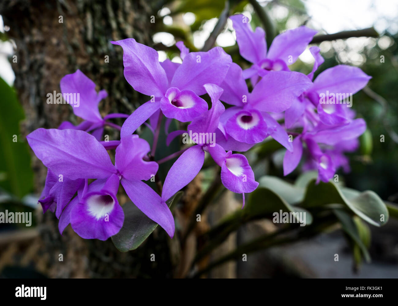 Guaria morada, fleur nationale du Costa Rica Banque D'Images