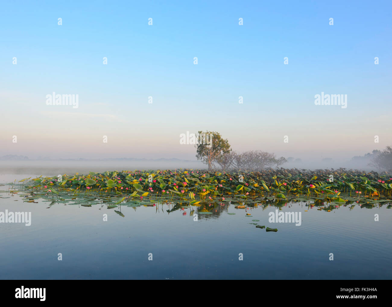 Croisière lever du soleil, l'eau jaune Billabong, Kakadu National Park, Territoire du Nord, NT, Australie Banque D'Images