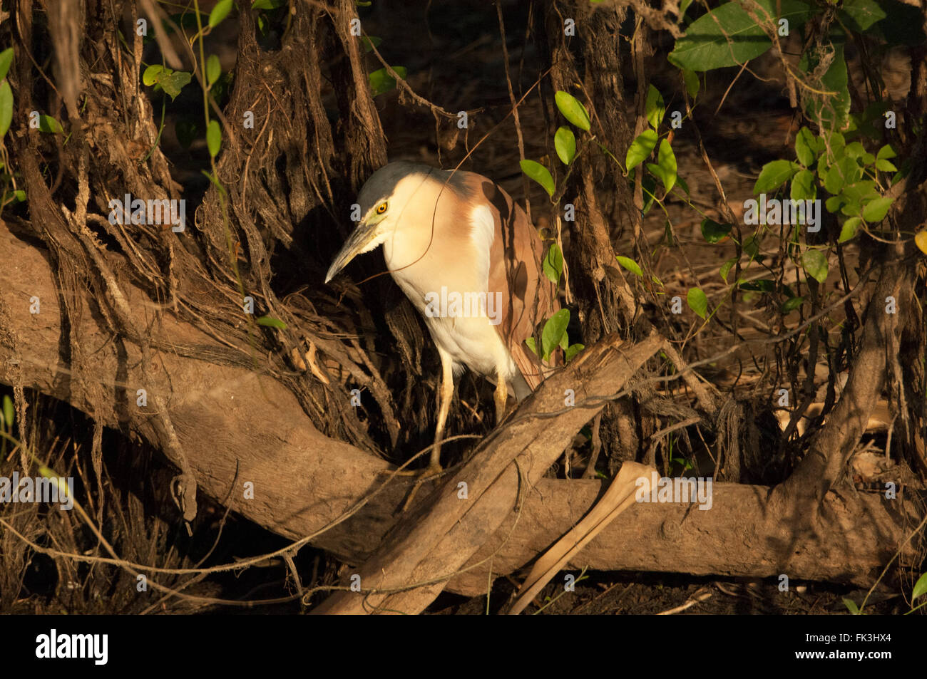 (Nycticorax caledonicus), l'eau jaune Billabong, Kakadu National Park, Territoire du Nord, NT, Australie Banque D'Images