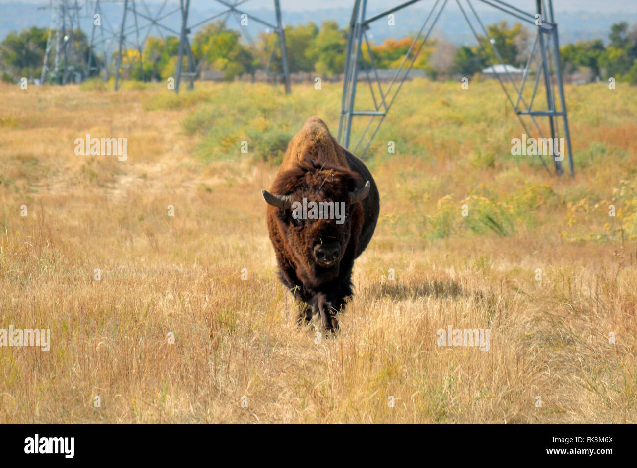 Bison américain Bison dans un milieu urbain préserver la faune Banque D'Images