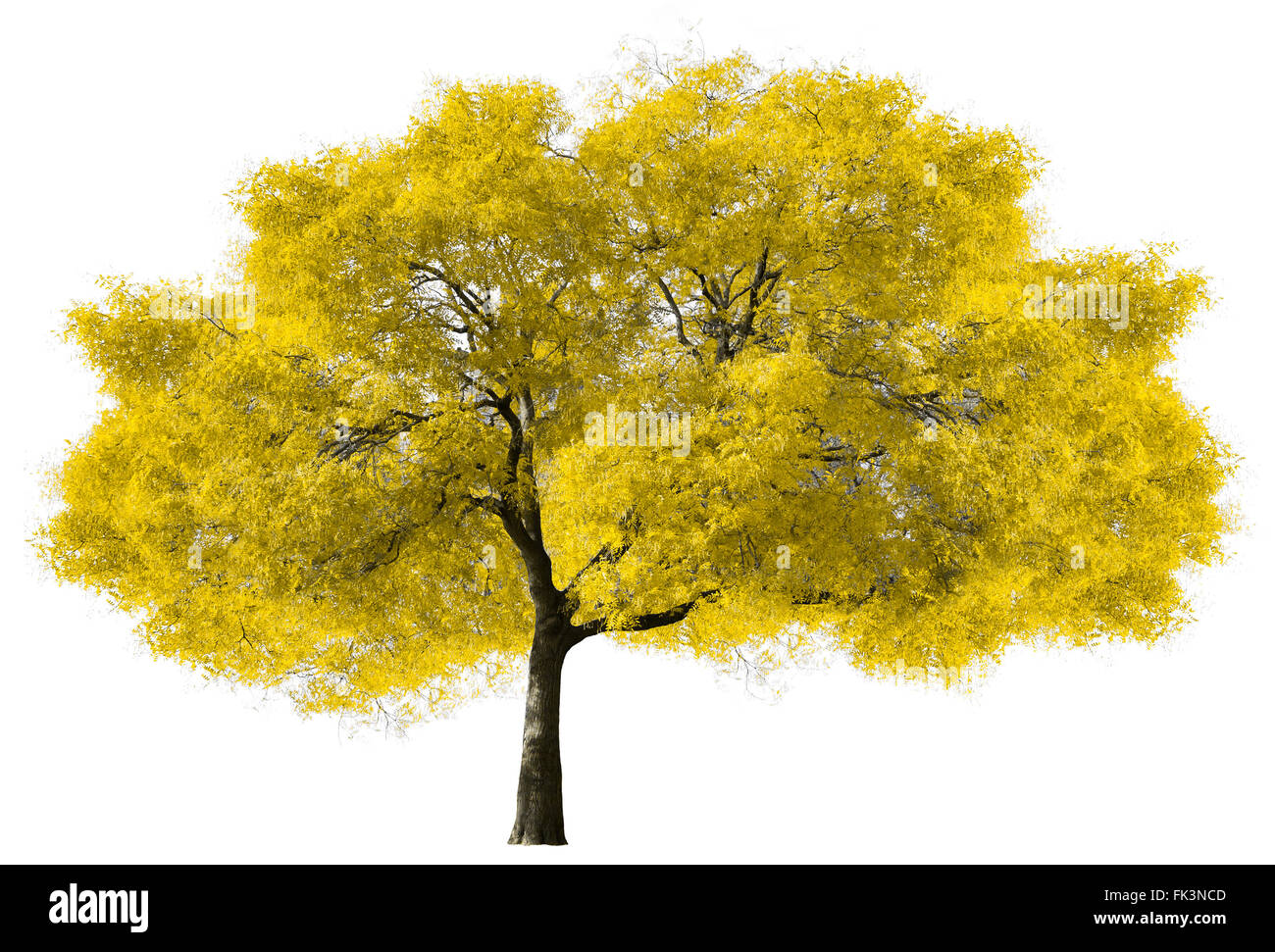 Grand arbre jaune isolé sur fond blanc Banque D'Images