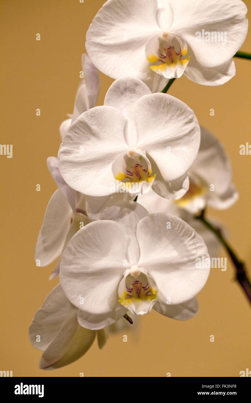 White Orchid flowers - USA Banque D'Images