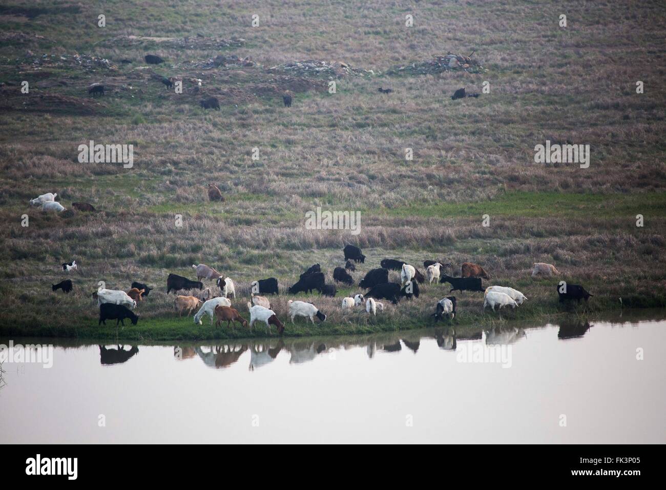 Jiujiang, Chine, province de Jiangxi. Mar 6, 2016. Un troupeau de moutons paître sur une plage près de Jishan de l'eau sur le lac Poyang County Duchang dans l'est de la Chine, la Province du Jiangxi, le 6 mars 2016. Le lac Poyang, le plus grand lac d'eau douce, a conclu une saison sèche avec niveau d'eau à 9,85 mètres à son Xingzi, inférieur à son niveau d'eau de référence de 10 mètres. La pénurie d'eau est due à la pénurie d'eau dans la partie supérieure et inférieure d'eau niveau de l'eau du fleuve Yangtze. Credit : Fu Jianbin/Xinhua/Alamy Live News Banque D'Images