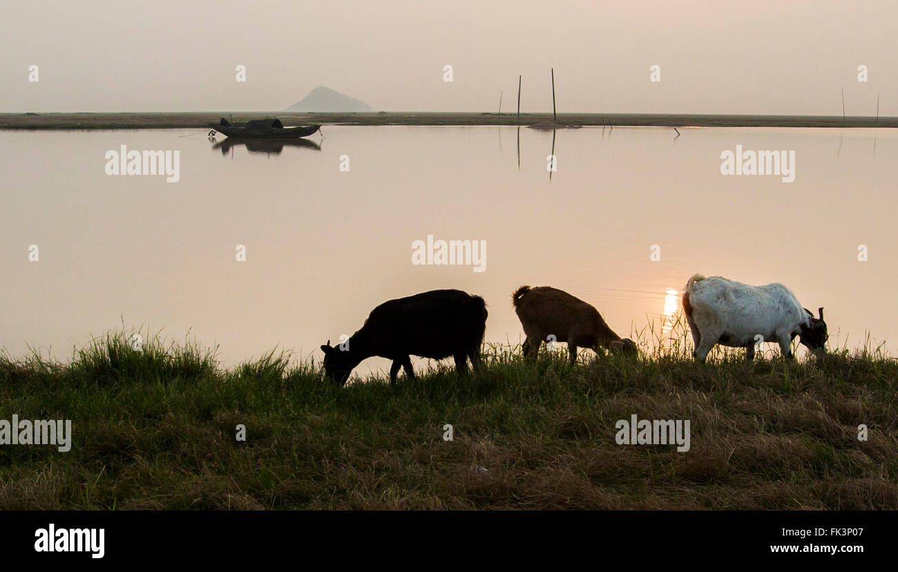 Jiujiang, Chine, province de Jiangxi. Mar 6, 2016. Un troupeau de moutons paître sur une plage près de Jishan de l'eau sur le lac Poyang County Duchang dans l'est de la Chine, la Province du Jiangxi, le 6 mars 2016. Le lac Poyang, le plus grand lac d'eau douce, a conclu une saison sèche avec niveau d'eau à 9,85 mètres à son Xingzi, inférieur à son niveau d'eau de référence de 10 mètres. La pénurie d'eau est due à la pénurie d'eau dans la partie supérieure et inférieure d'eau niveau de l'eau du fleuve Yangtze. Credit : Fu Jianbin/Xinhua/Alamy Live News Banque D'Images