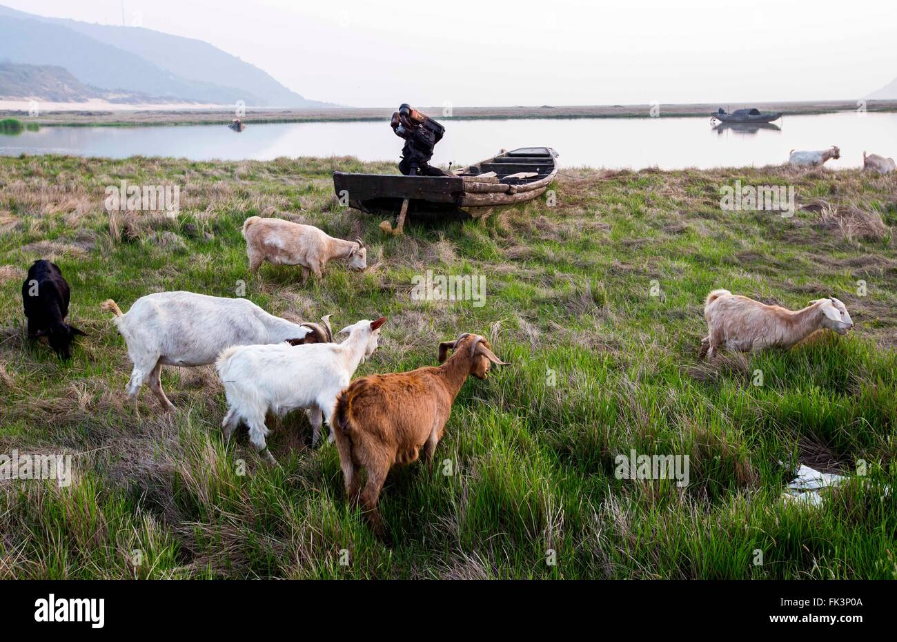 Jiujiang, Chine, province de Jiangxi. Mar 6, 2016. Un troupeau de moutons paître sur une plage près de Jishan de l'eau sur le lac Poyang County Duchang dans l'est de la Chine, la Province du Jiangxi, le 6 mars 2016. Le lac Poyang, le plus grand lac d'eau douce, a conclu une saison sèche avec niveau d'eau à 9,85 mètres à son Xingzi, inférieur à son niveau d'eau de référence de 10 mètres. La pénurie d'eau est due à la pénurie d'eau dans la partie supérieure et inférieure d'eau niveau de l'eau du fleuve Yangtze. Credit : Fu Jianbin/Xinhua/Alamy Live News Banque D'Images