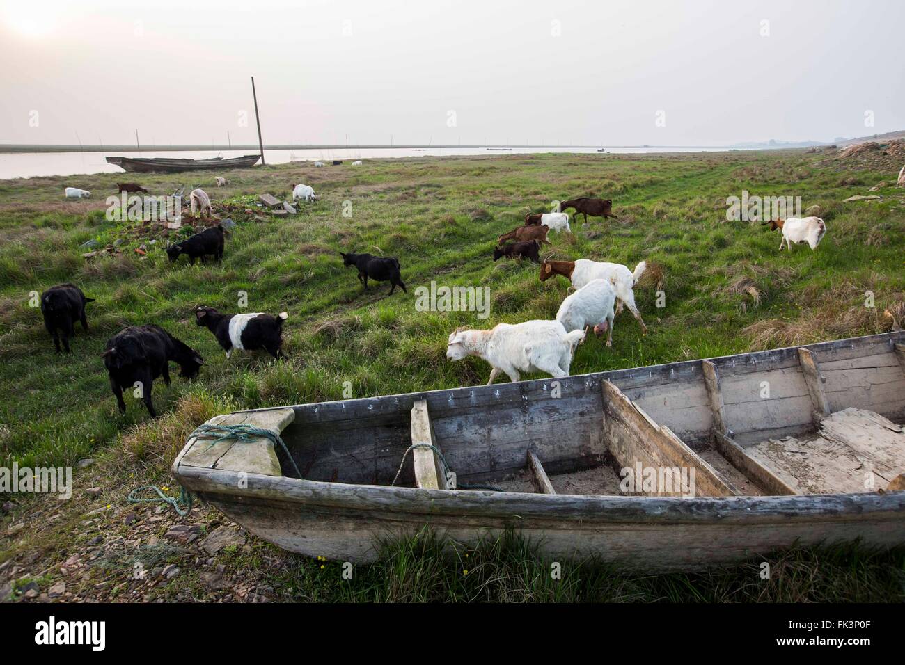 Jiujiang, Chine, province de Jiangxi. Mar 6, 2016. Un troupeau de moutons paître sur une plage près de Jishan de l'eau sur le lac Poyang County Duchang dans l'est de la Chine, la Province du Jiangxi, le 6 mars 2016. Le lac Poyang, le plus grand lac d'eau douce, a conclu une saison sèche avec niveau d'eau à 9,85 mètres à son Xingzi, inférieur à son niveau d'eau de référence de 10 mètres. La pénurie d'eau est due à la pénurie d'eau dans la partie supérieure et inférieure d'eau niveau de l'eau du fleuve Yangtze. Credit : Fu Jianbin/Xinhua/Alamy Live News Banque D'Images
