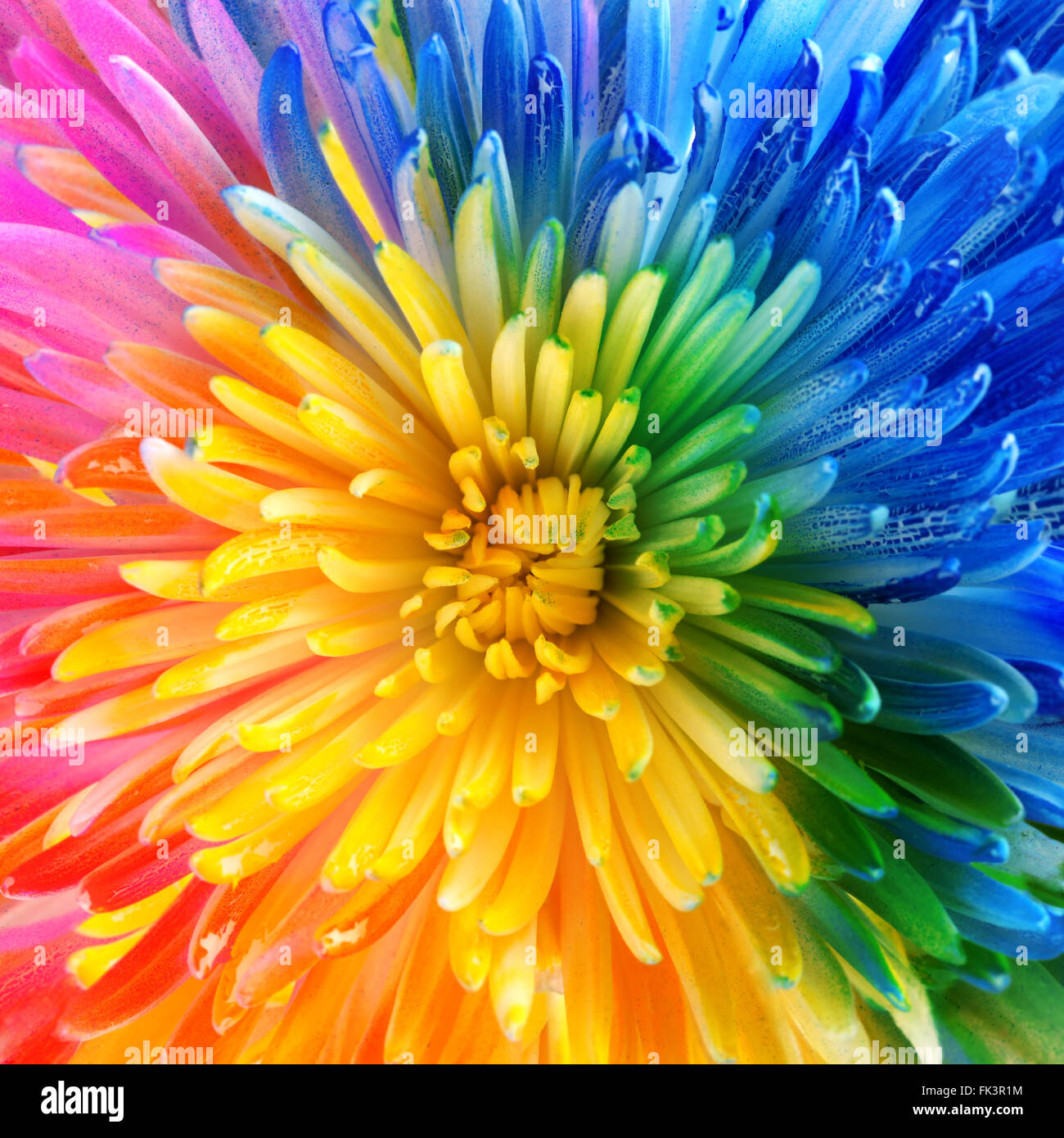 Fond de fleurs arc-en-ciel colorés Banque D'Images