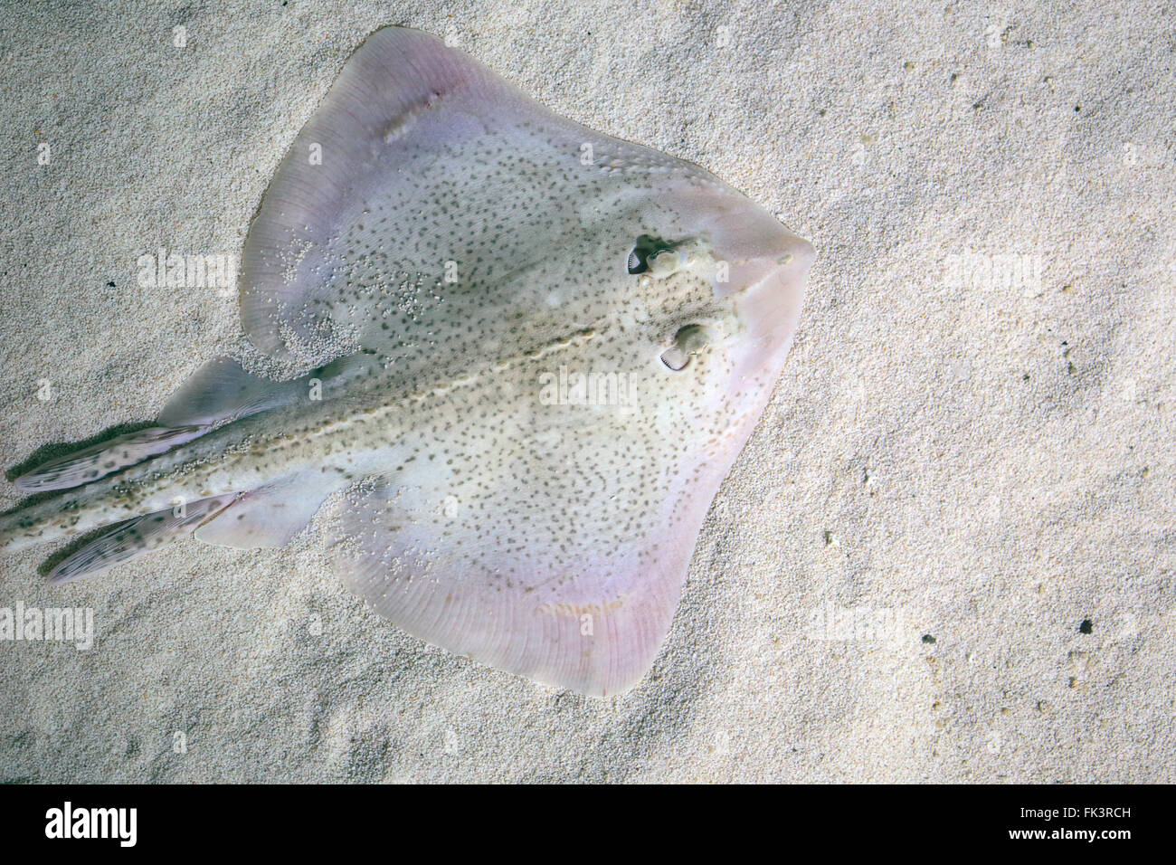 Un Thornback ray, Raja clavata, également connu sous le nom de raie thornback, couché sur le fond marin Banque D'Images