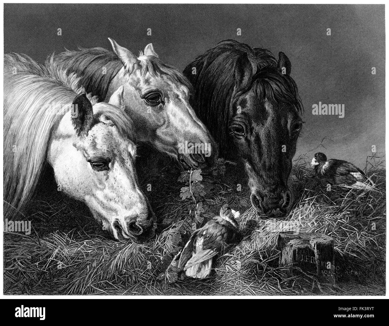 L'alimentation des chevaux maigres repas - 1850 gravure après Peinture par Sir John Frederick Herring Banque D'Images