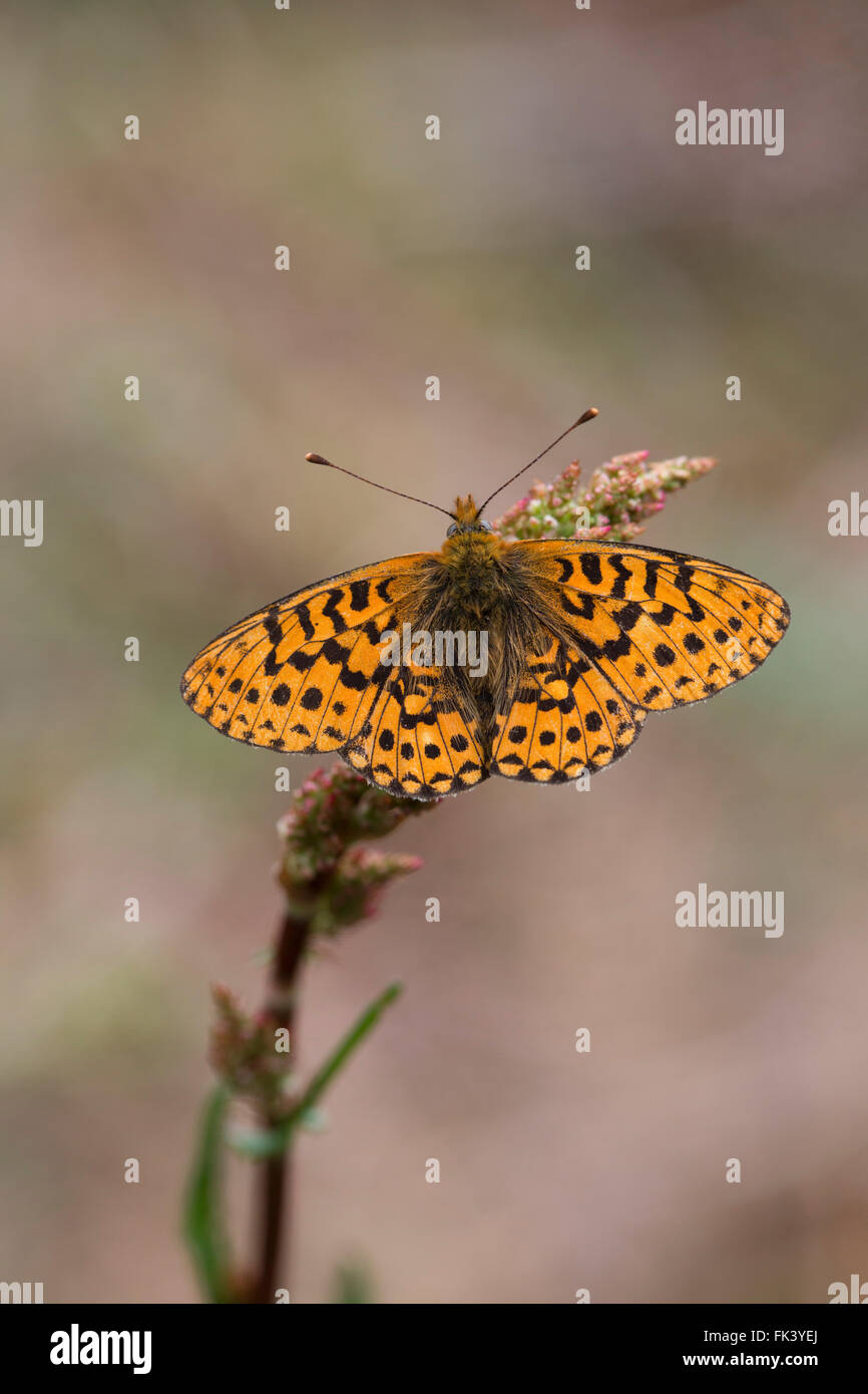 Pearl bordée Fritillary Butterfly ; Boloria euphrosyne seul ; Cornwall, UK Banque D'Images