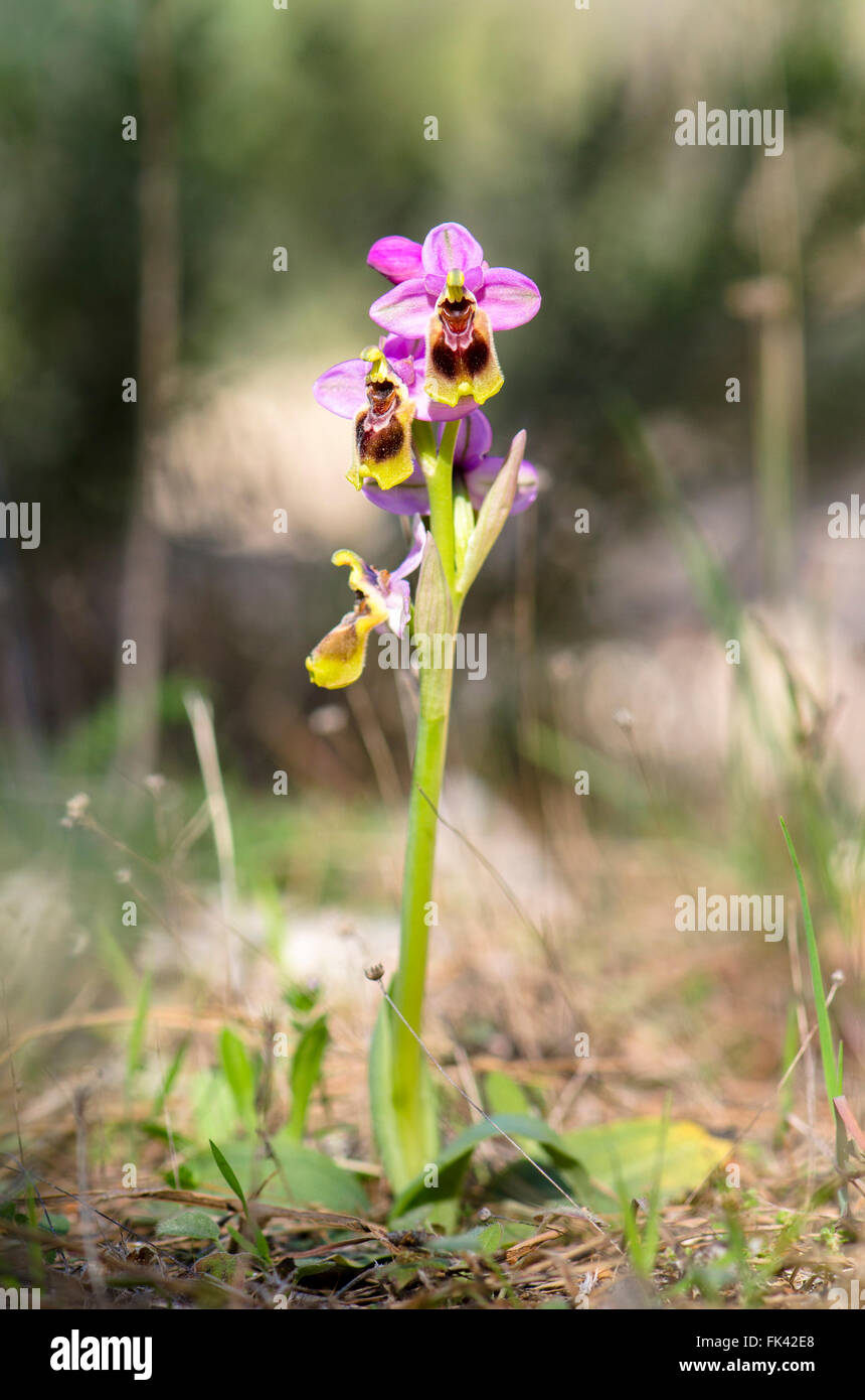 L'orchidée mouche, Ophrys tenthredinifera, Andalousie, Sud de l'Espagne. Banque D'Images