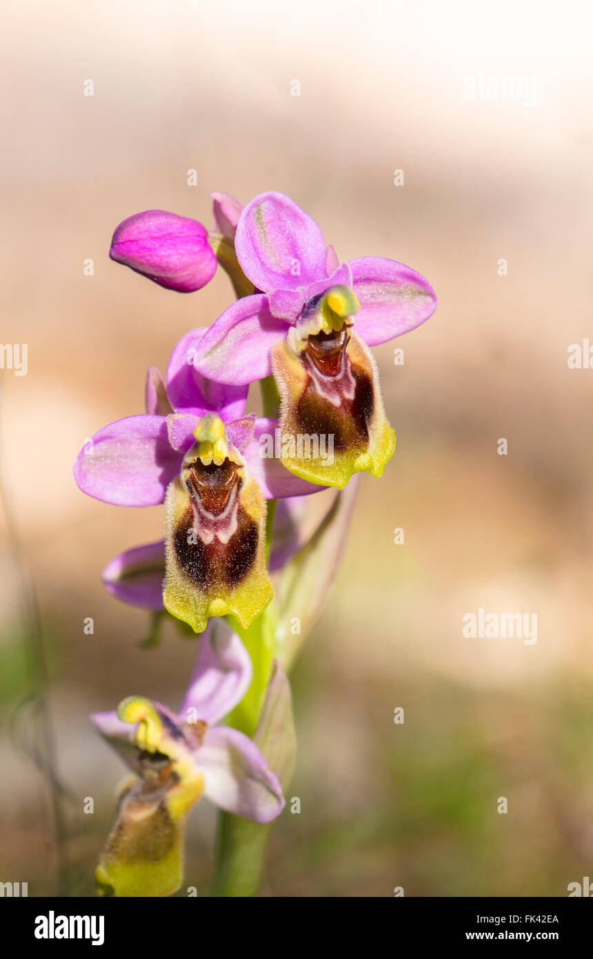 L'orchidée mouche, Ophrys tenthredinifera, Andalousie, Sud de l'Espagne. Banque D'Images
