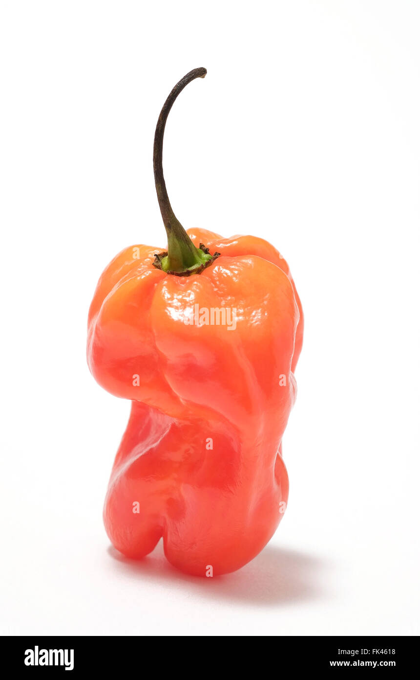 Piment scotch bonnet orange Banque D'Images