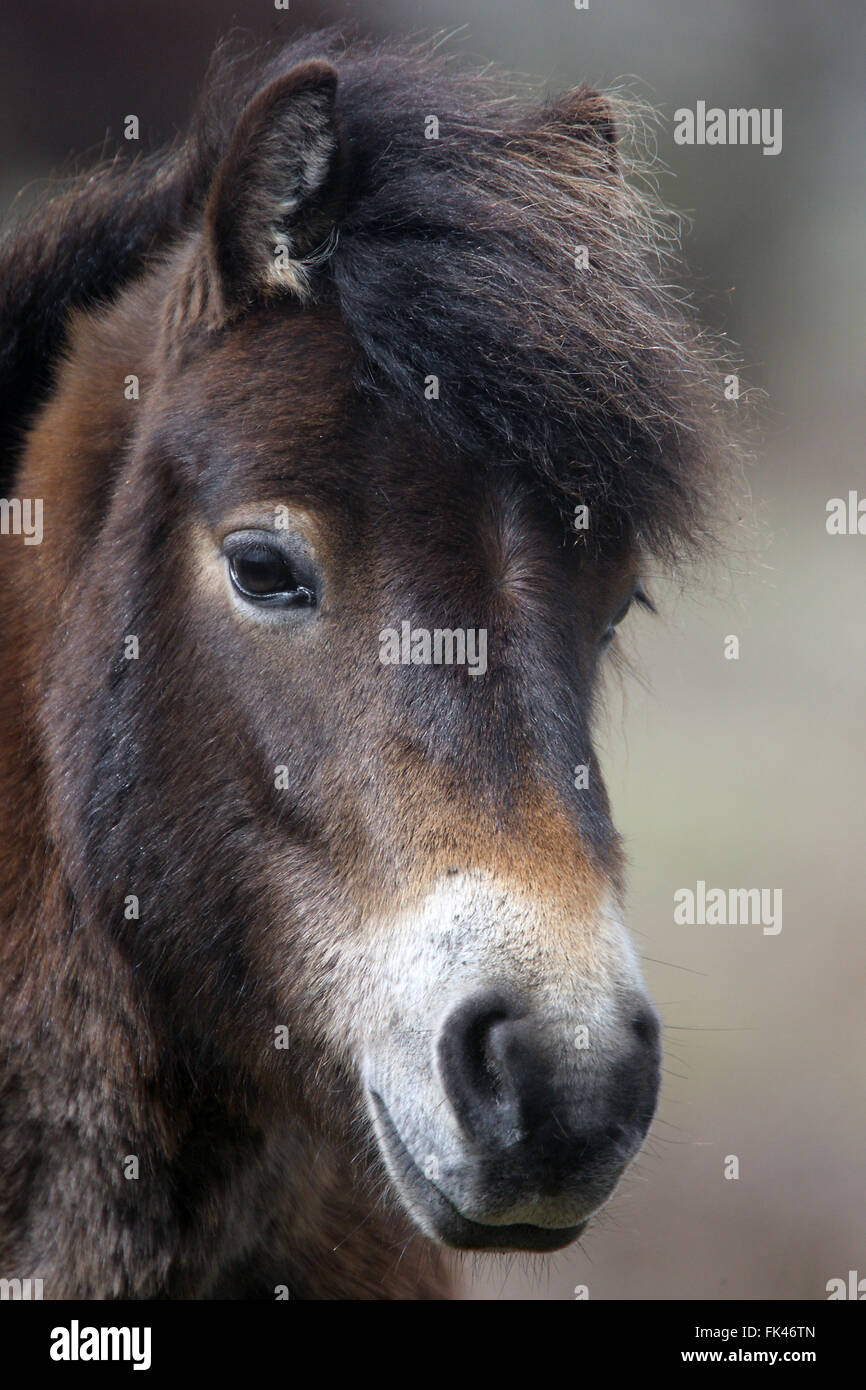 Le poney Exmoor Cornwall's moors à côté de St Ives, England, UK. Banque D'Images