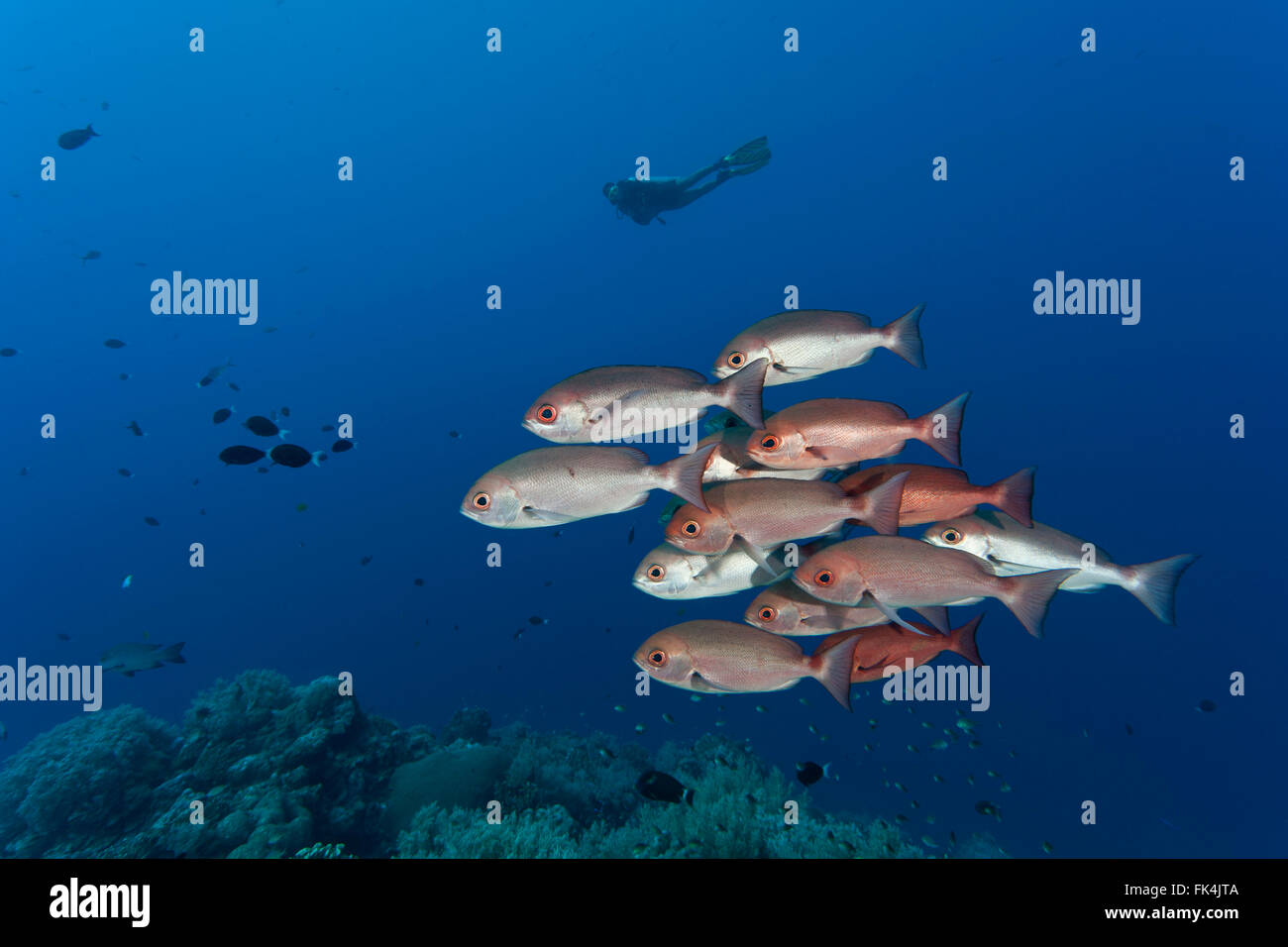 La scolarisation pinjalo Pinjalo snapper (lewisi) Banque D'Images