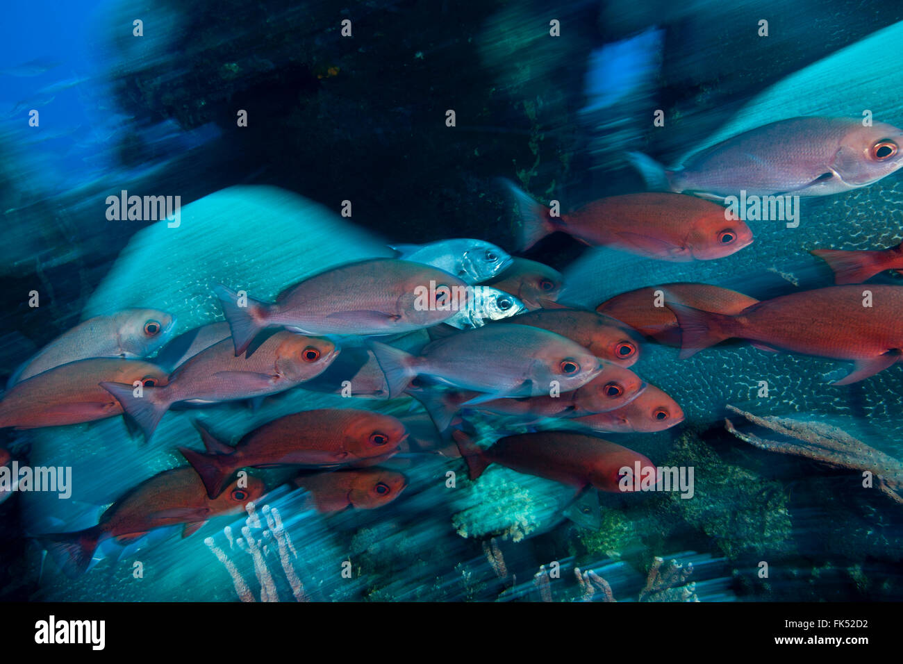 La scolarisation pinjalo Pinjalo snapper (lewisi) Banque D'Images