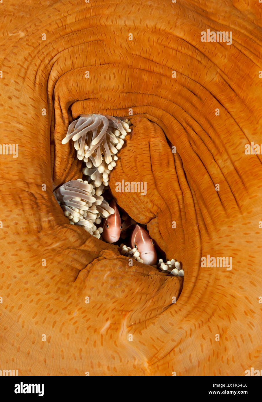 Poisson clown (Amphiprion perideraion rose) dans les tentacules de l'anémone de motte. Banque D'Images